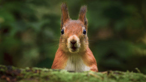 close up of a small squirrel poking his head above a log