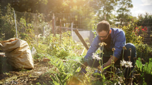 man planting crops in communal garden