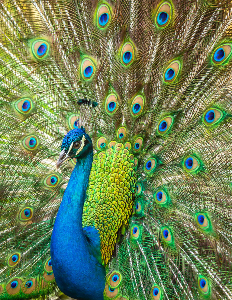 wild-hm-laurie bucci showy peacock - 500px