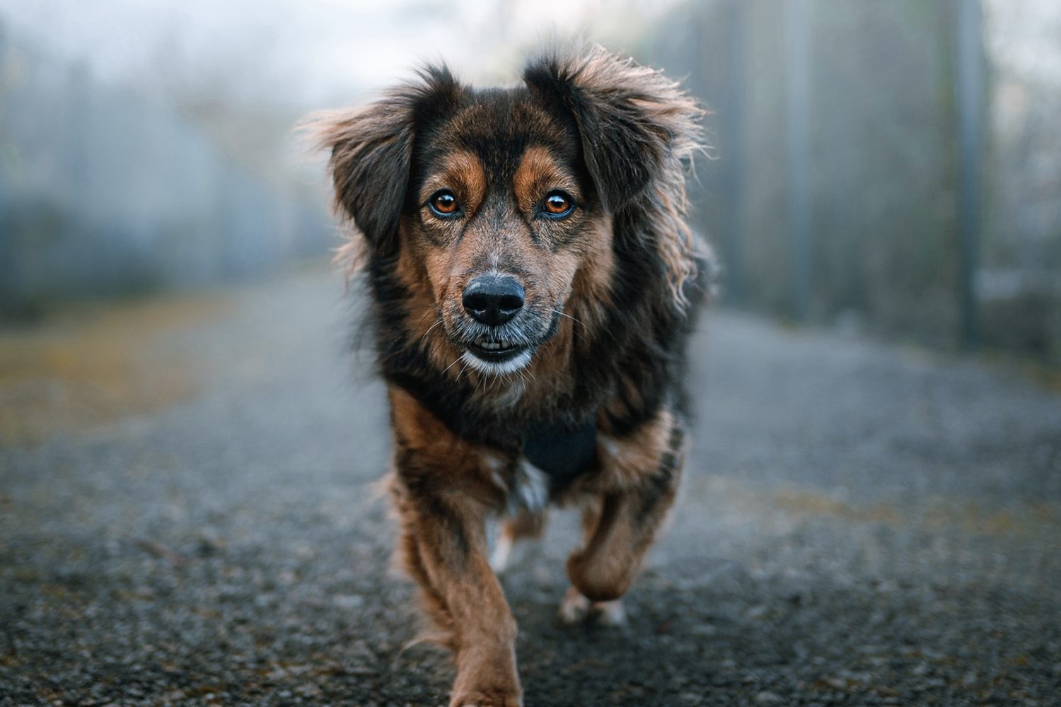 Pet photography: Fail-proof strategies to capture our furry friends