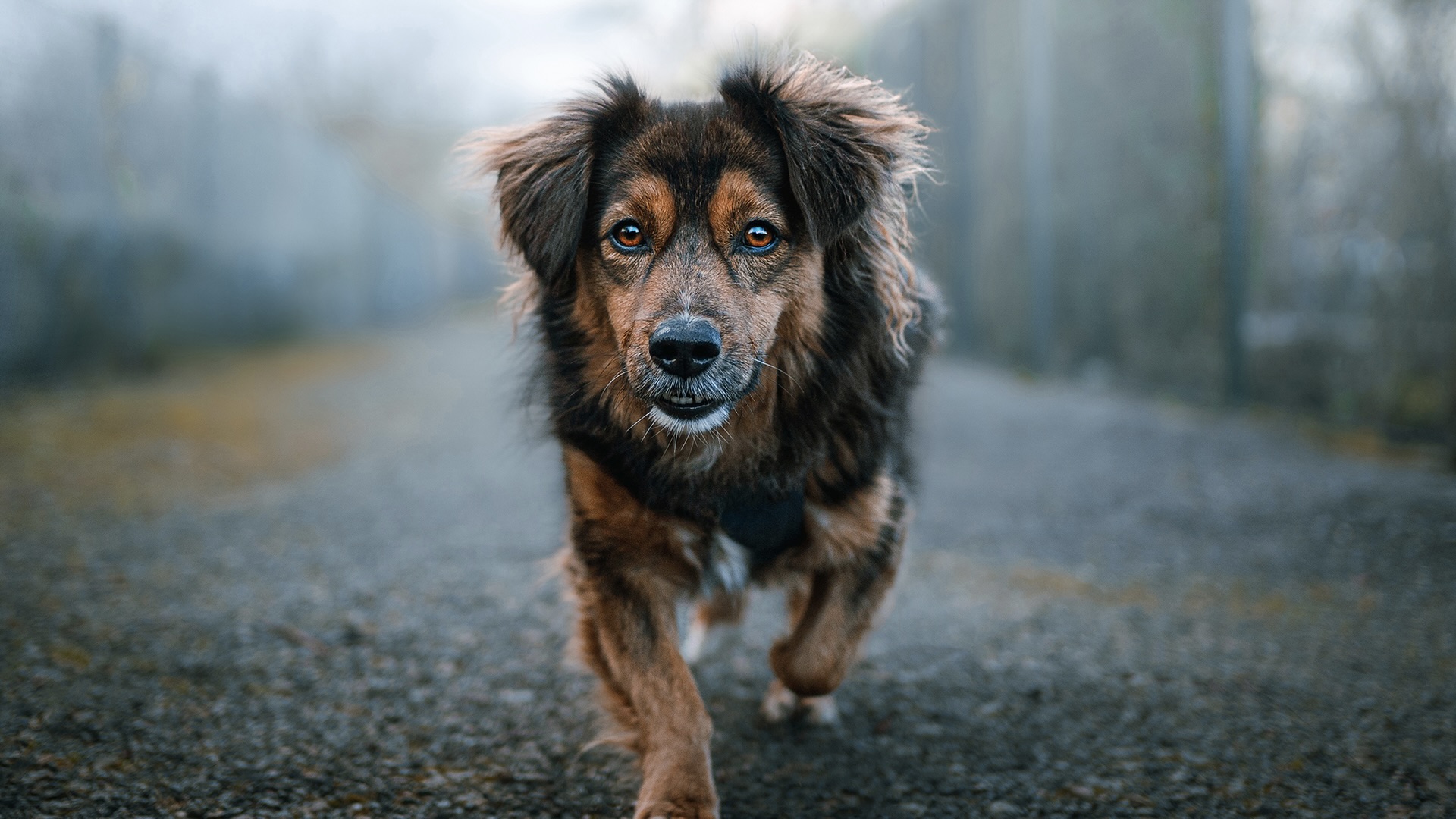 Pet photography: Fail-proof strategies to capture our furry friends
