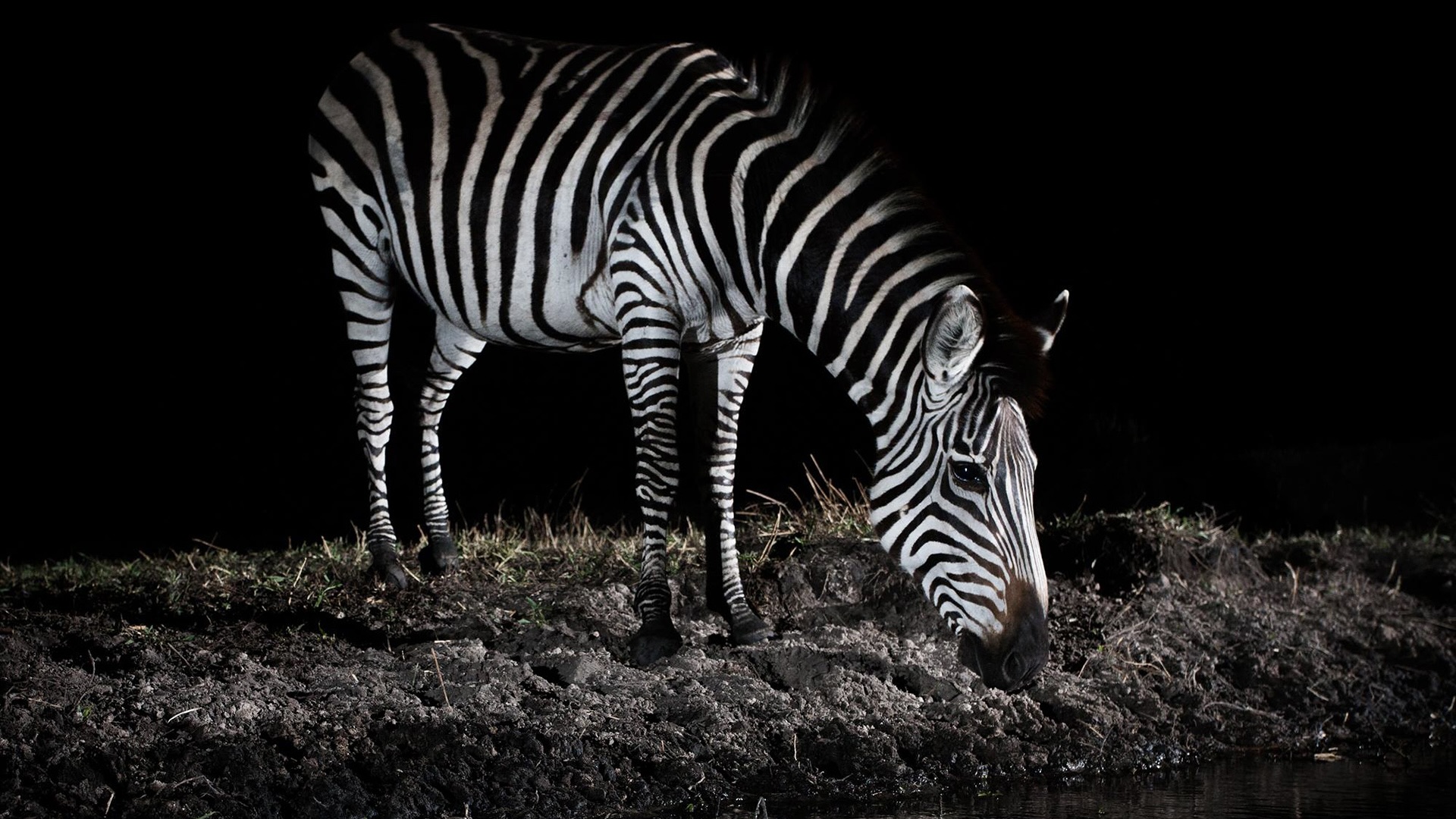 Zebra Drinking at Night By Will Burrard Lucas 2