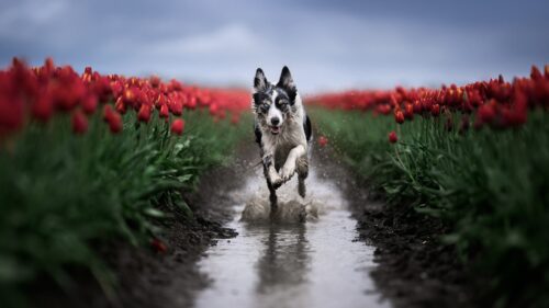 Dog running through a tulip field