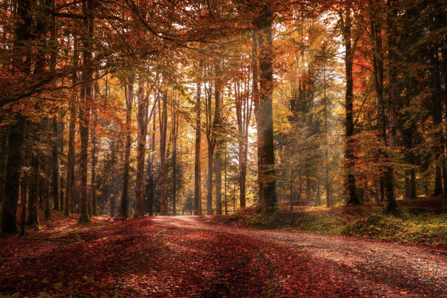 Capturing fall foliage – 500px