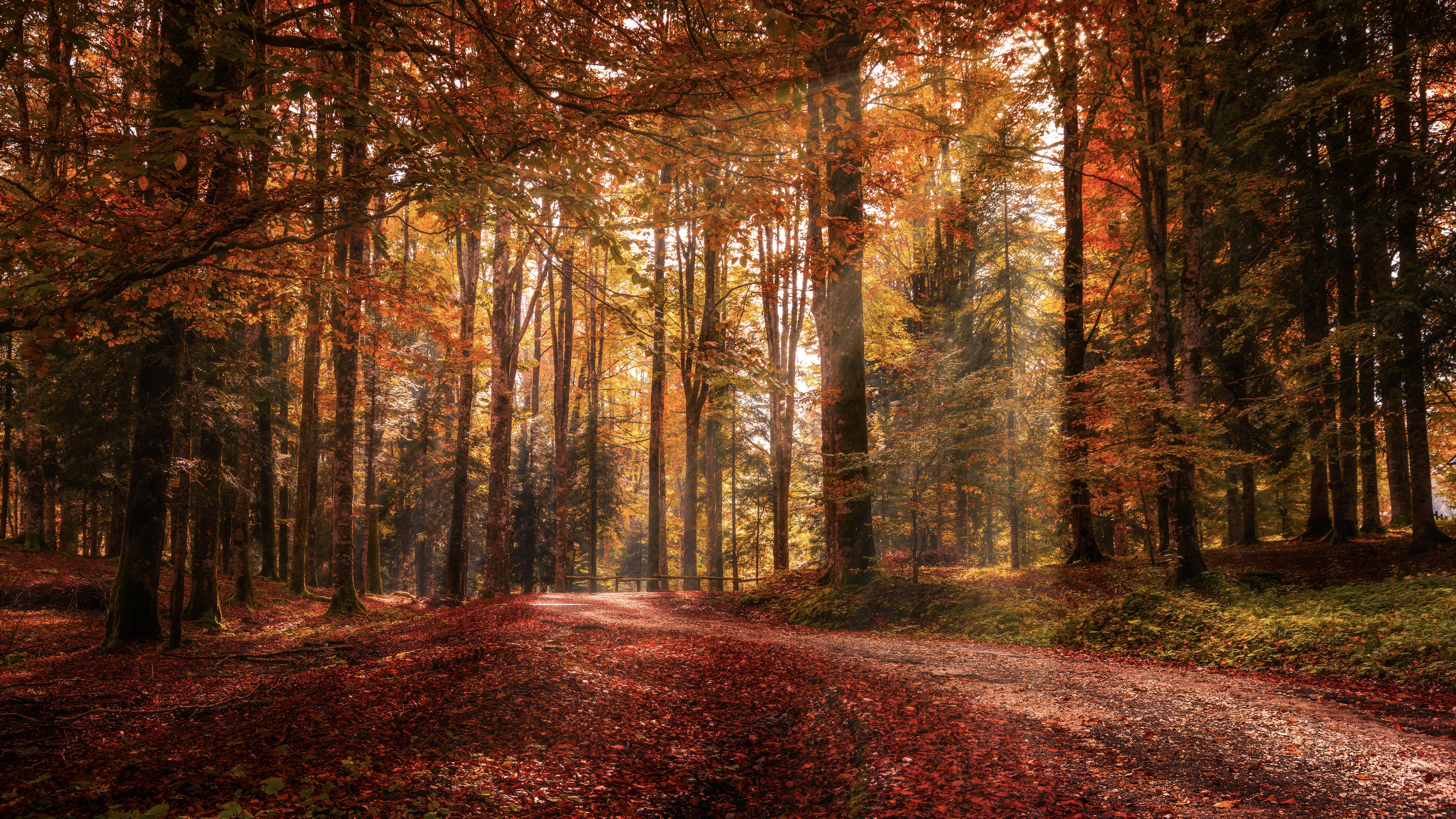 Capturing fall foliage