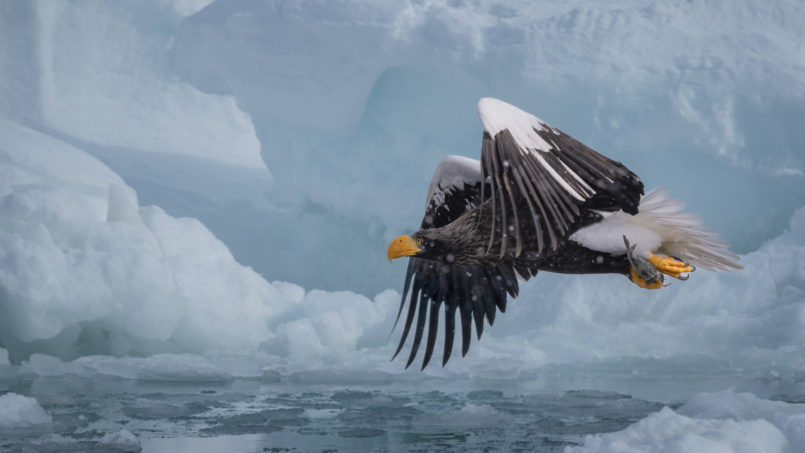 Techniques for capturing wildlife in winter