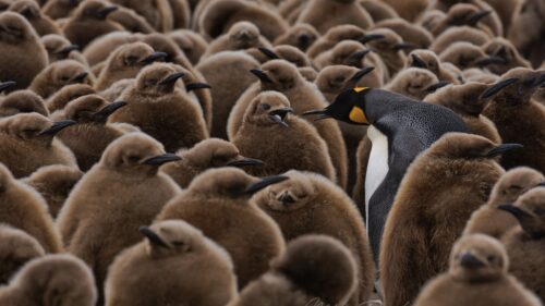 Adult penguin surrounded by baby penguins