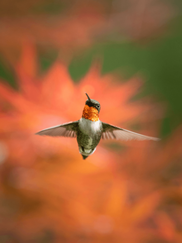 A hummingbird suspended mid-air with wings outstretched, captured using fast shutter speed to reveal crisp detail and eliminate motion blur.