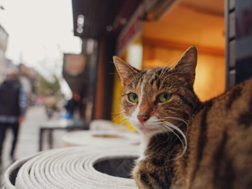 Close-up of a tabby cat with striking green eyes sitting on coiled ropes in a street scene, captured by Tu?ba Din.