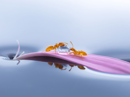 Close-up of two orange ants drinking from a water droplet on a pink petal, with clear reflections on the water surface.