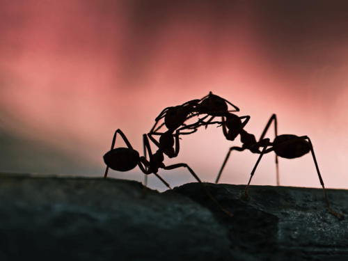 Two ants silhouetted against a glowing pink sky, an example of macro photography using natural light for dramatic effect.
