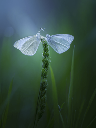 Close-up of two delicate white butterflies perched on a green plant in soft evening light, showcasing detailed insect wings.