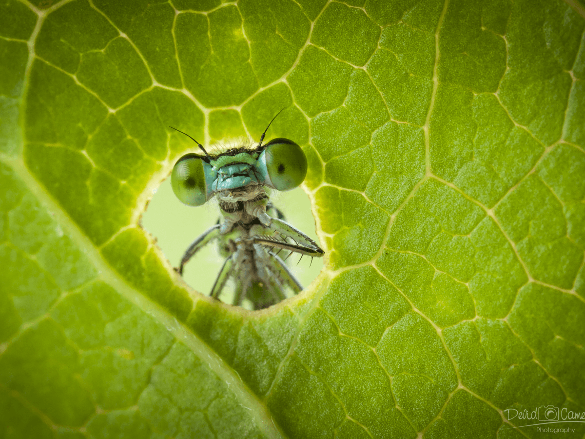Getting Started with Macro Photography