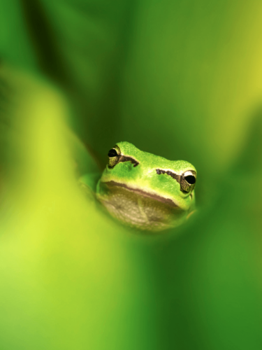 Green frog peeking through soft green leaves, photographed with controlled artificial light to enhance focus and mood.