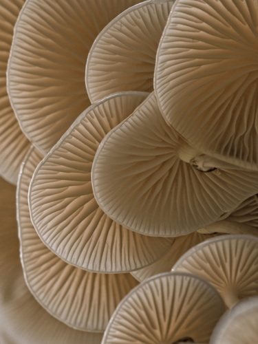 Detailed close-up of mushroom gills illuminated softly, highlighting textures and patterns through light in macro photography.