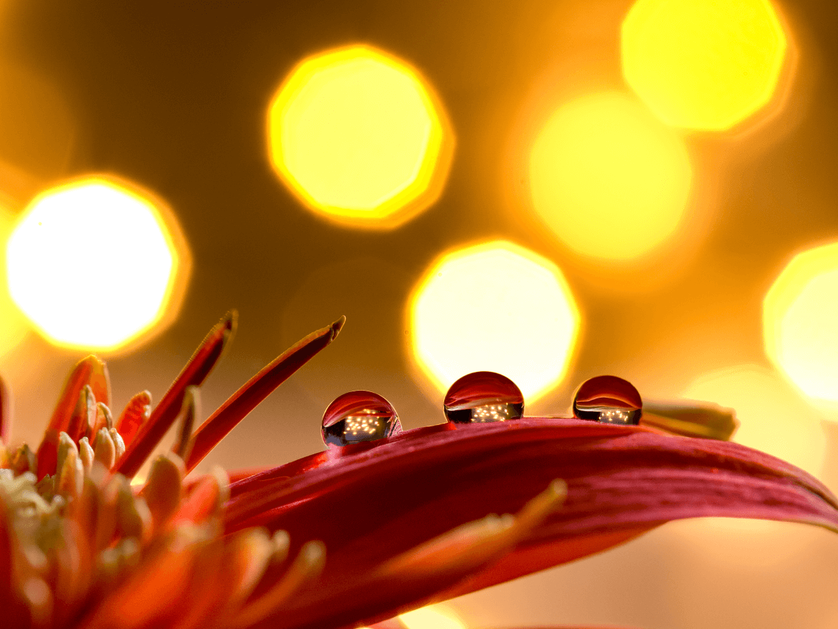 Mastering Light in Macro Photography