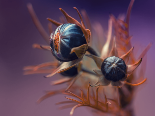 Macro shot of flower buds with intricate textures and soft purple background, perfect for photographing insects and flowers in detail.