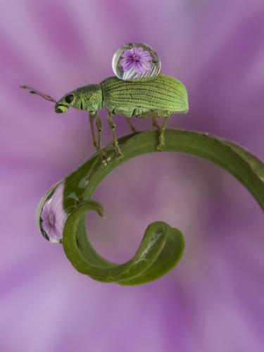 Close-up of a green beetle with a water droplet reflecting a flower on its back, an artistic example of photographing insects with creativity.
