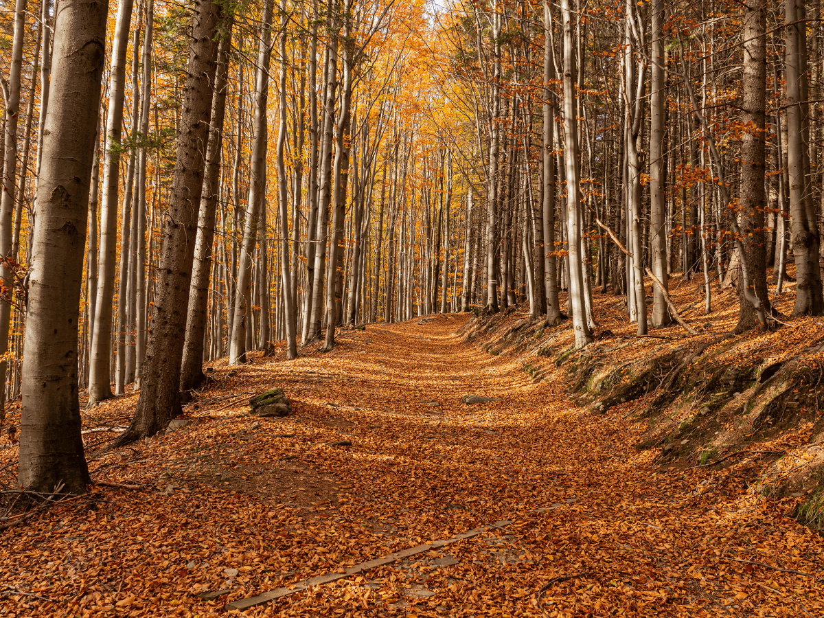 Capturing Autumn in the Woods: Composition Tips