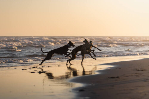 Two dogs playfully running along the beach at sunset with waves in the background, photographed by Maggie Gongolevich.