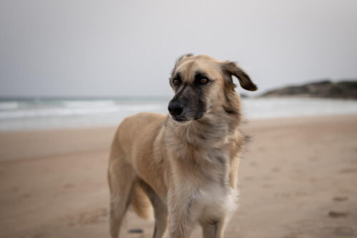 Brown dog standing on a sandy beach with the ocean in the background, captured by Maggie Gongolevich.
