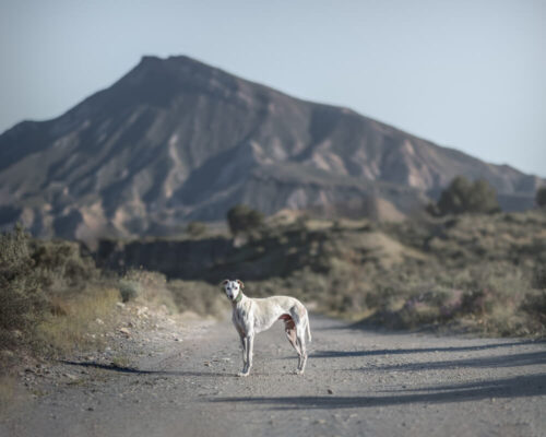 White dog standing on a dirt road with a mountain in the background, captured in soft natural light by Maggie Gongolevich.