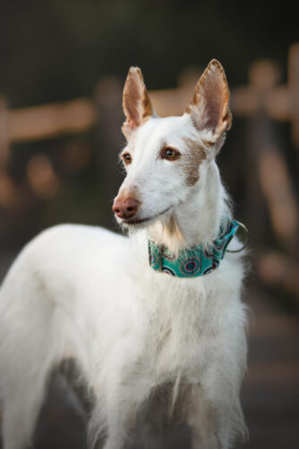 White dog with brown markings wearing a turquoise patterned collar, looking alert outdoors, photographed by Maggie Gongolevich.