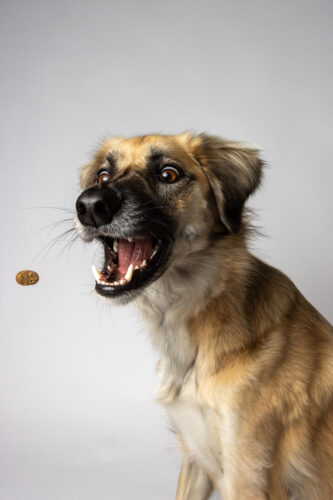 Brown dog with wide eyes and open mouth catching a treat mid-air, photographed by Maggie Gongolevich.