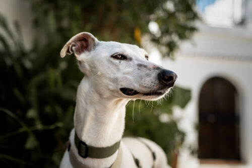 Close-up portrait of a white greyhound wearing a collar, photographed outdoors by Maggie Gongolevich.