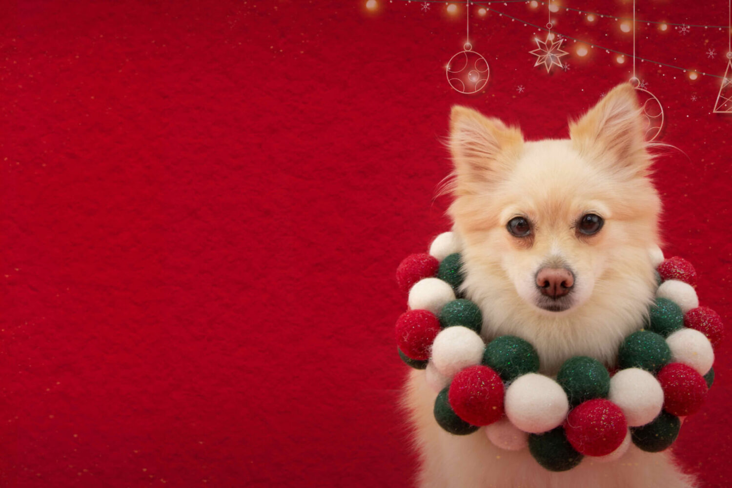 Questmas 2025: The Most Joyful Photography Event