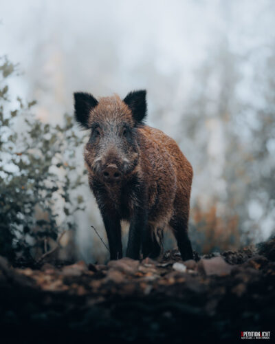 Low-angle photograph of a wild boar standing in a misty forest, conveying presence and intensity through soft light and atmospheric depth, captured for Questmas 2025 by Michael J. Kochniss.