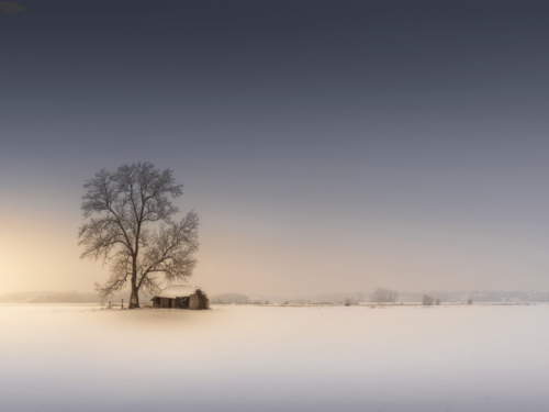 A lone tree and small wooden shelter stand in a vast snow-covered field under a soft, muted winter sky, emphasizing calm and minimalism.