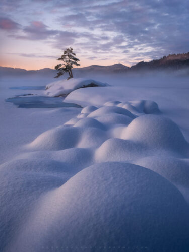 Smooth snowdrifts lead toward a single tree on a frozen river at dawn, with pastel light and mist creating depth in a serene winter landscape.