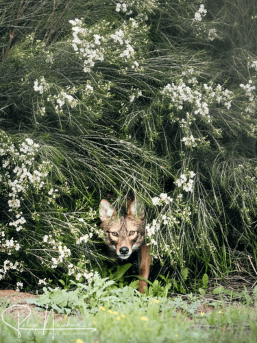 Practicing patience and framing wildlife in natural cover, illustrating photography practice tips for capturing authentic moments.
