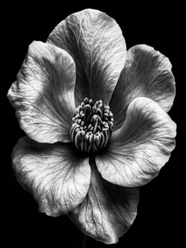 High-contrast black and white flower macro highlighting texture and form, representing focus and refinement through skill-based goals in photography.