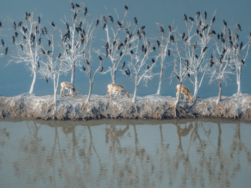 Deer walking along a narrow shoreline beneath leafless trees filled with birds, illustrating patience and observation through skill-based goals in photography.