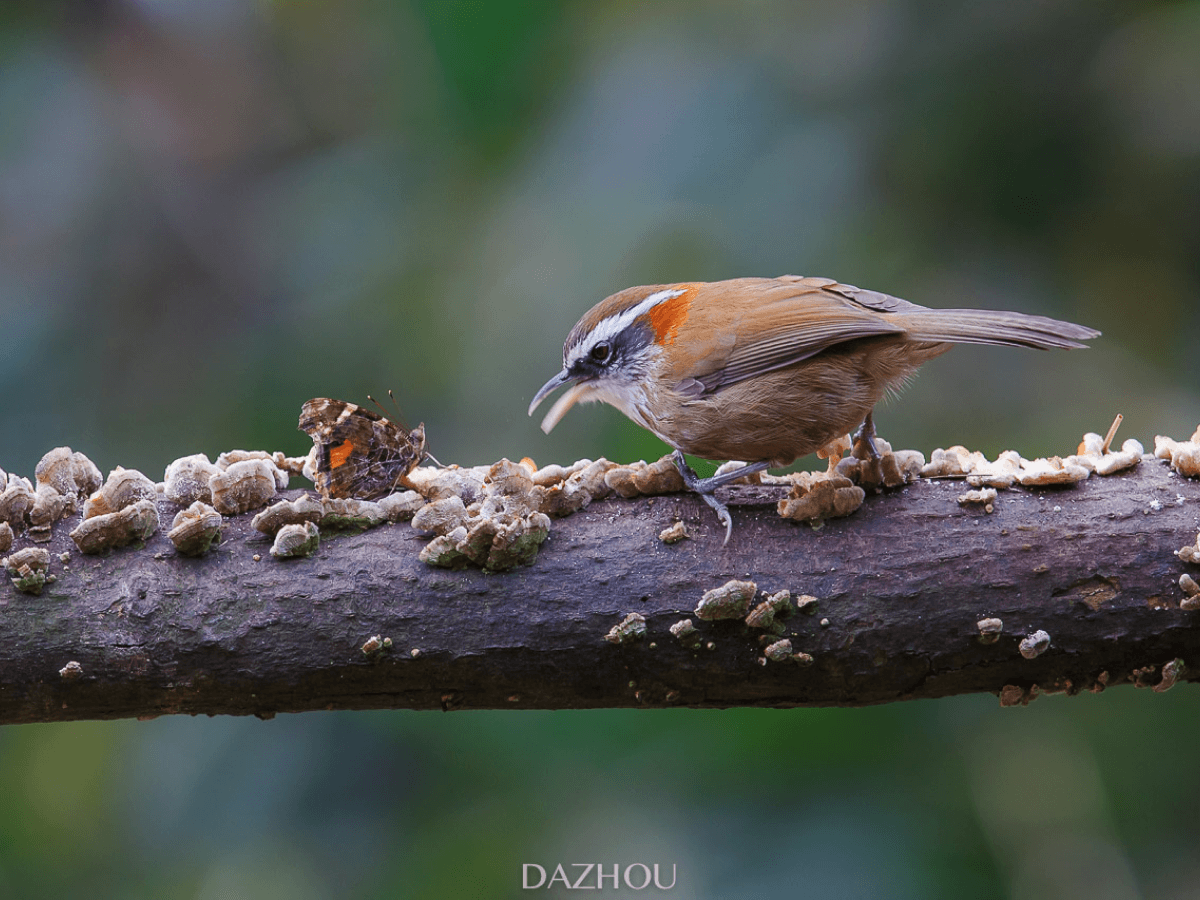 Photographing the Return of Birds and Wildlife in Spring