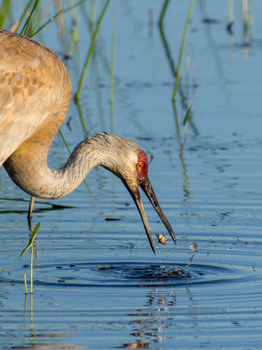 Sandhill crane catching prey in shallow water, a striking example of photographing birds and wildlife in spring wetlands.