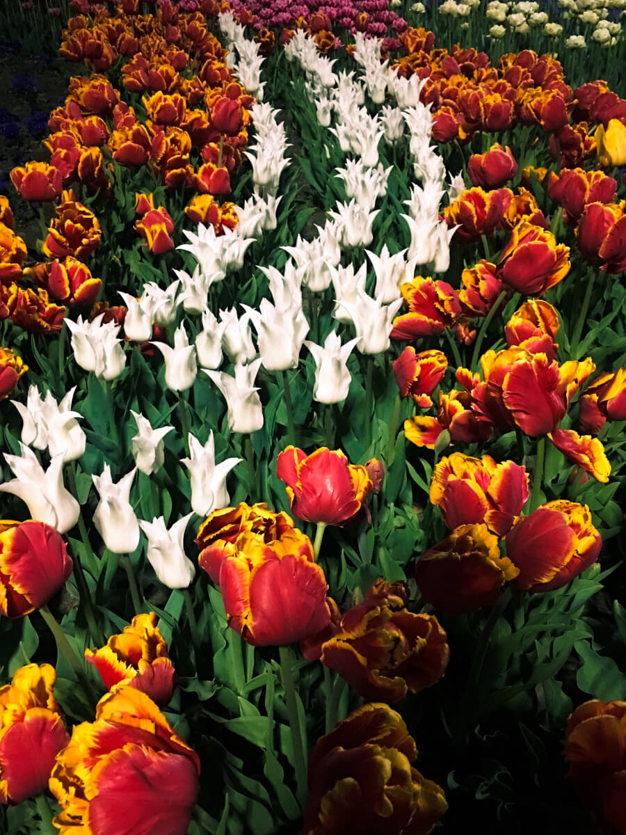 Colorful tulip garden arranged in vibrant red, white, and yellow patterns, showcasing creative composition while photographing spring flowers.