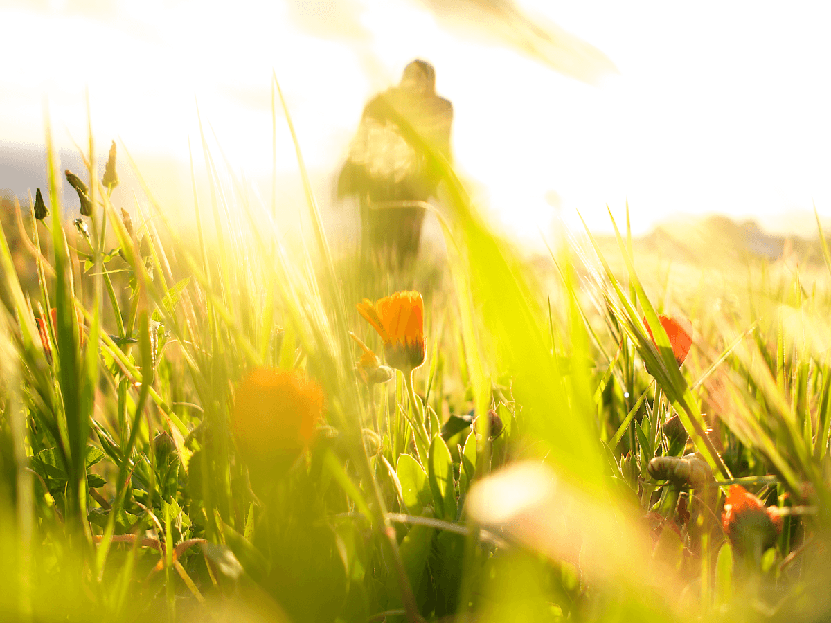 Photographing Spring Flowers with Artistic Intent