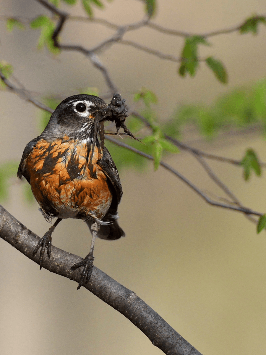 American robin perched on a branch holding nesting material, highlighting spring wildlife photography during breeding season.