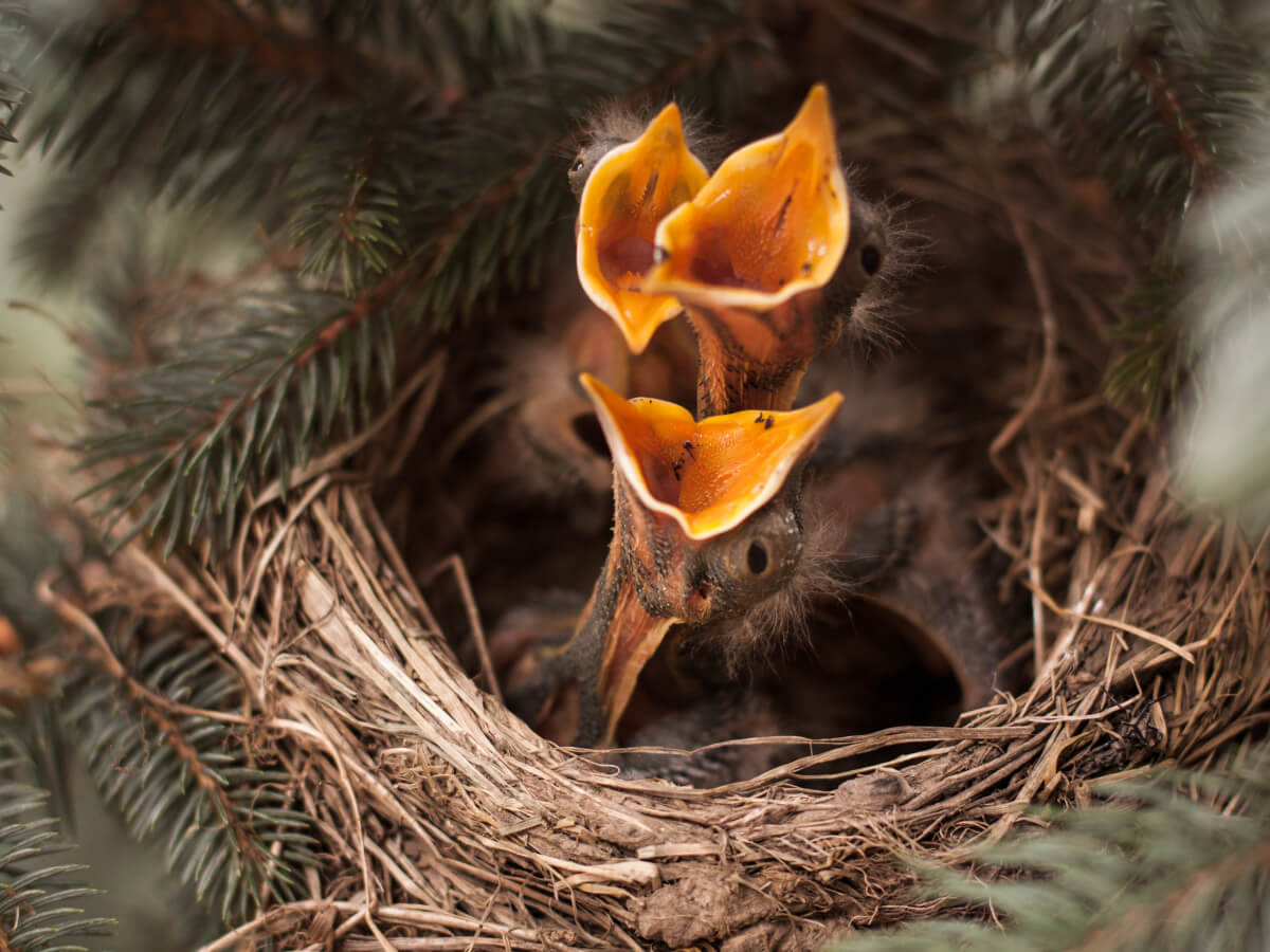 Baby birds in a nest with open beaks waiting to be fed, showcasing intimate spring wildlife photography in natural habitat.