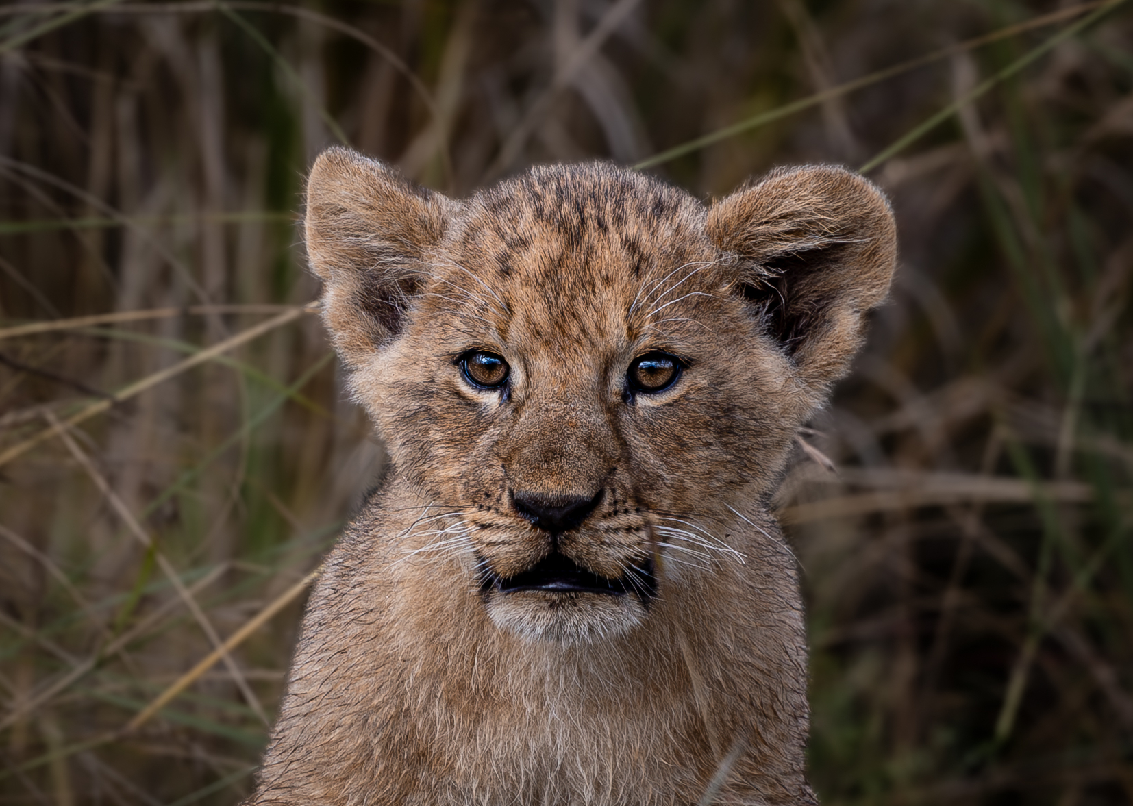 Close-up portrait of a young lion cub in tall grass, wildlife photography by Emil Nygård.