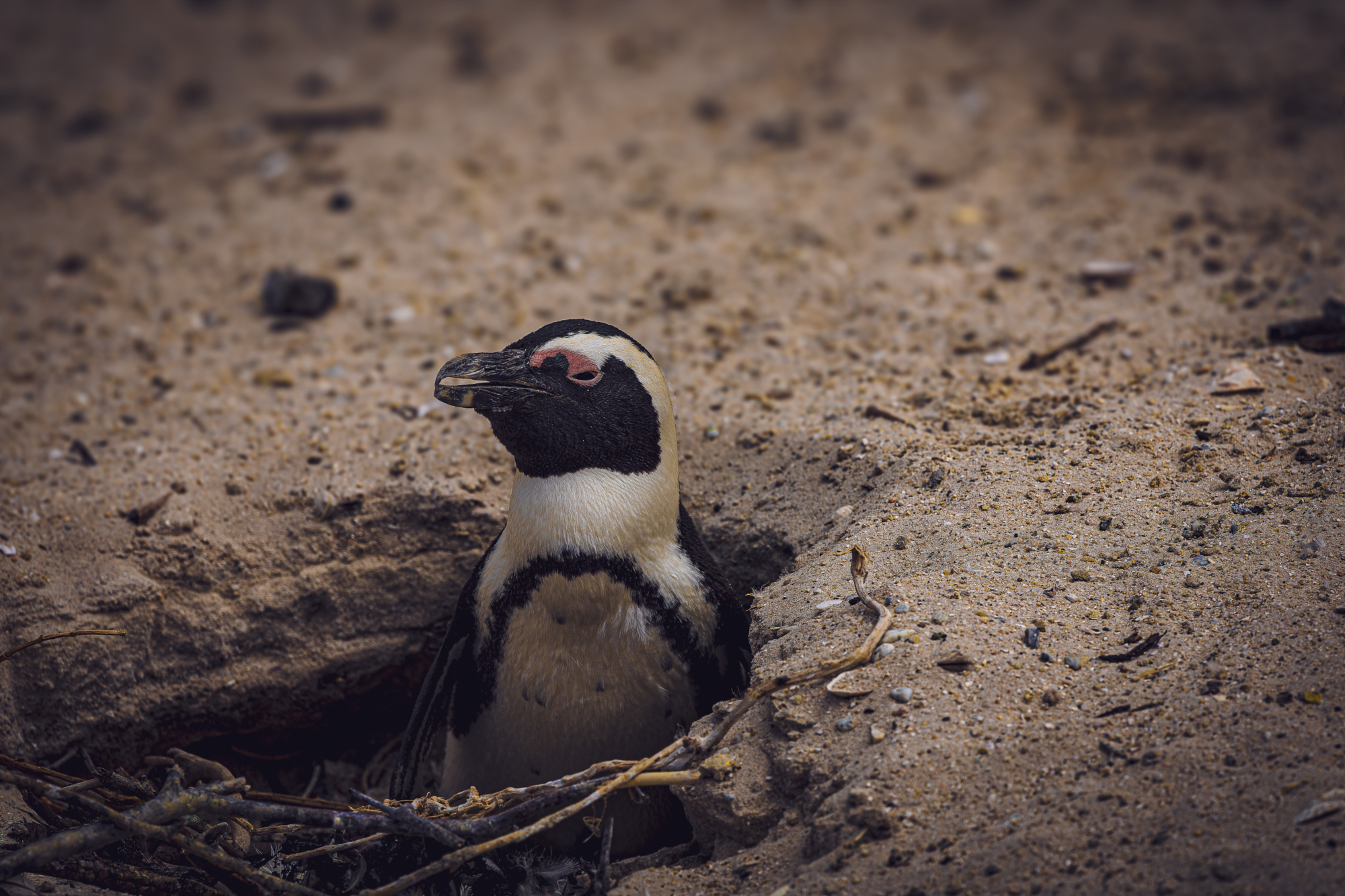African penguin standing at the entrance of a sandy nest burrow, wildlife photography by Emil Nygård.