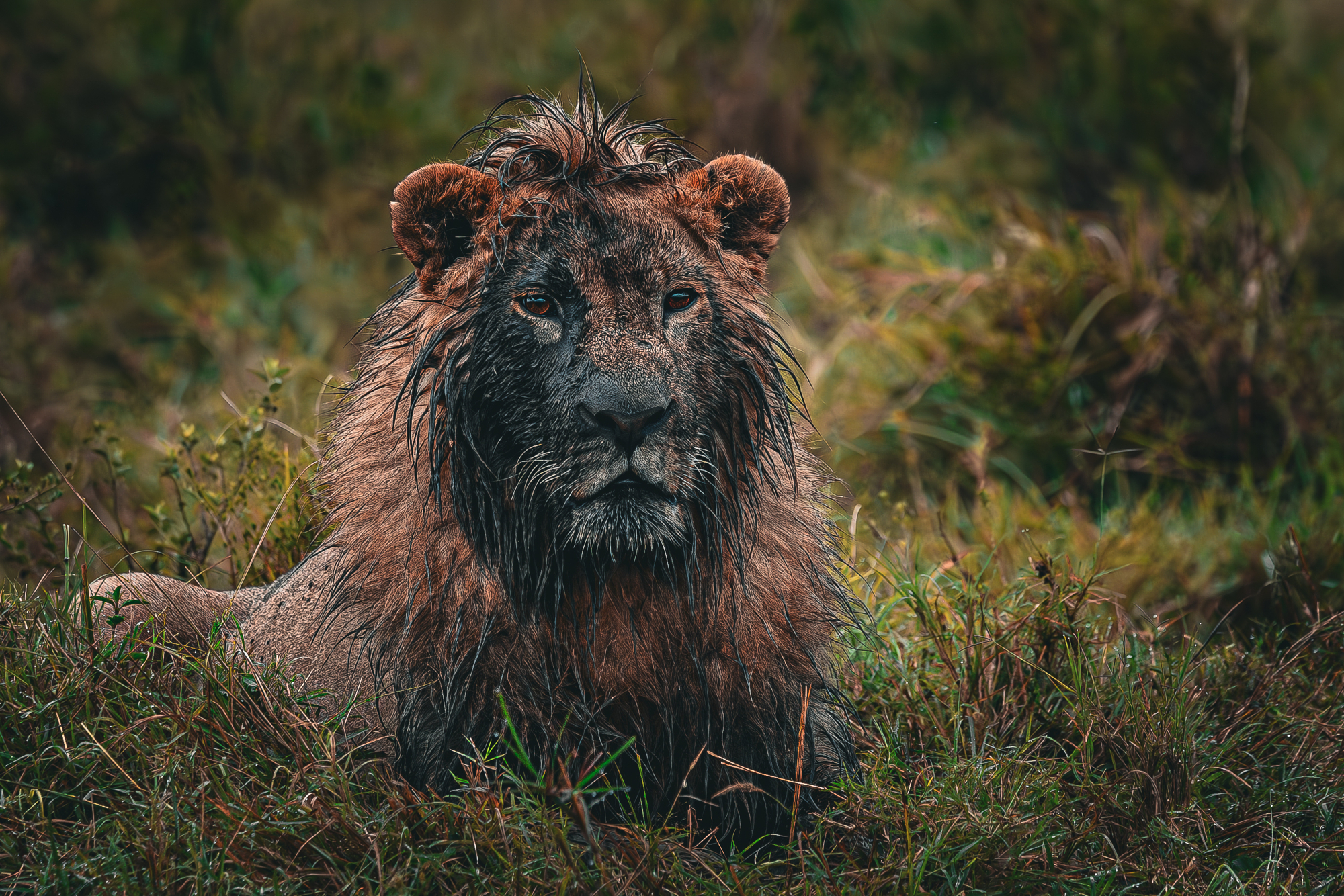 Portrait of a wet male lion resting in tall grass, wildlife photography by Emil Nygård.