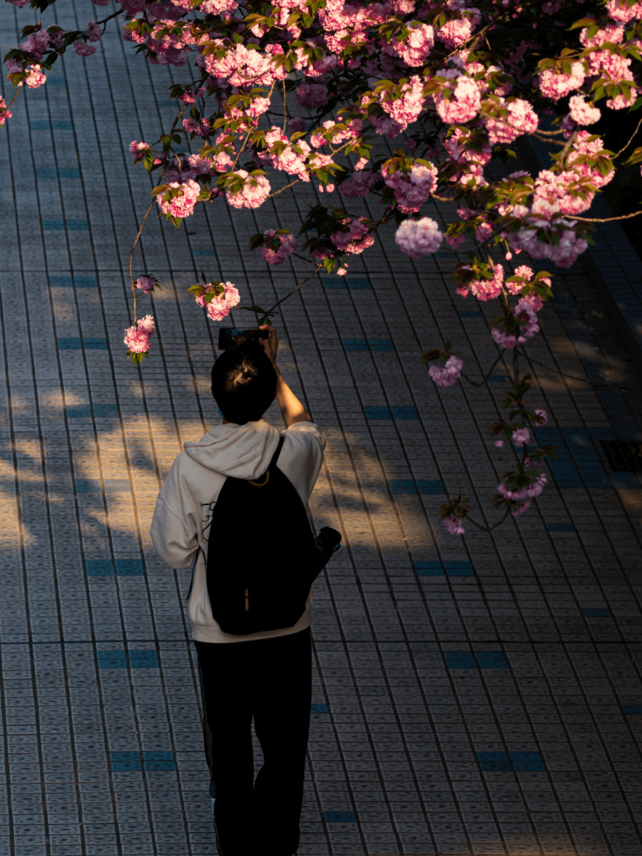 Person standing under blooming cherry blossoms taking a photo, a strong example of urban candid photography in warm evening light.