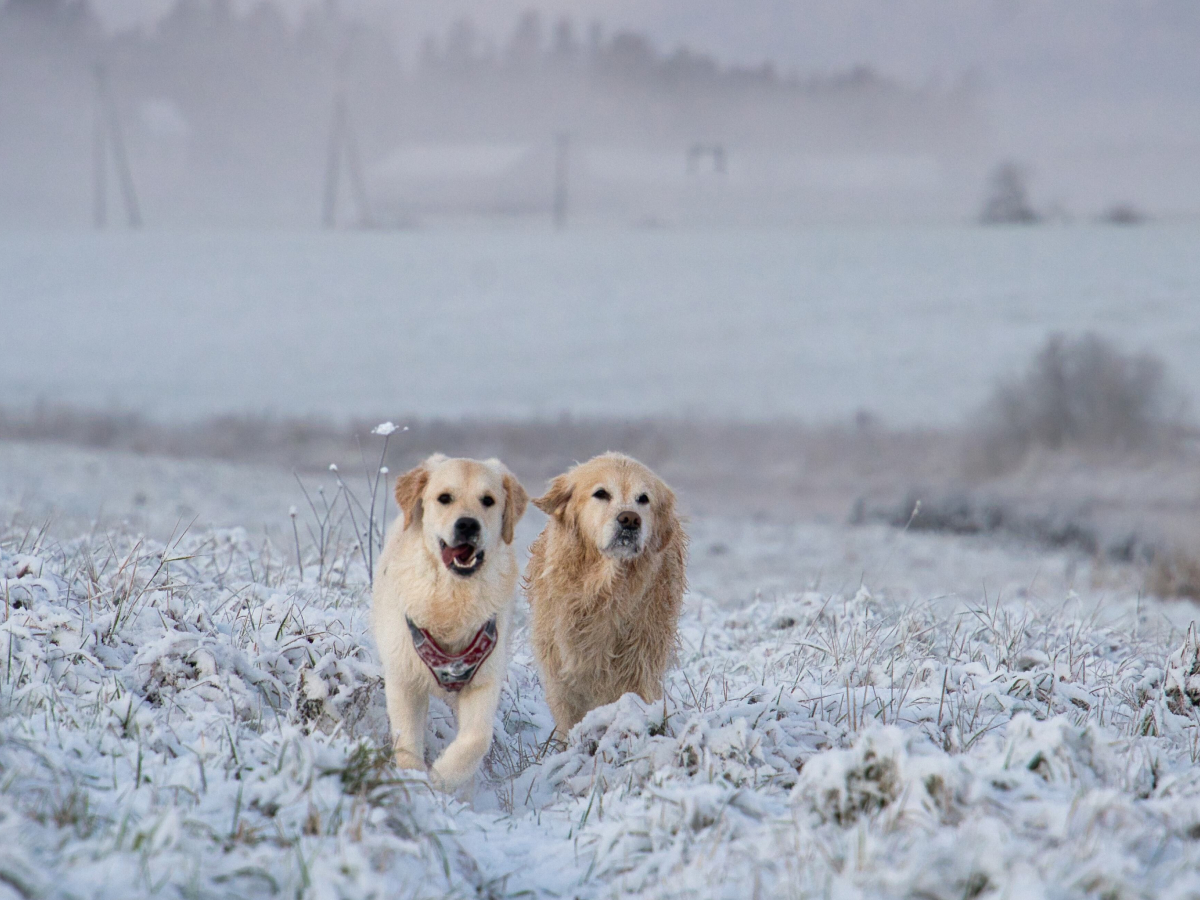 Everyday light photography of two dogs running through a snowy field in soft natural light
