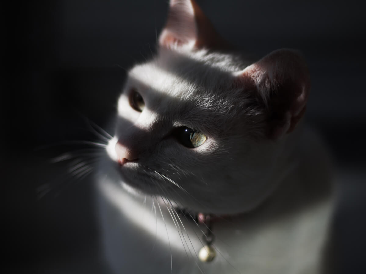 White cat with green eyes lit by dramatic window shadows, captured in soft light portrait photography.