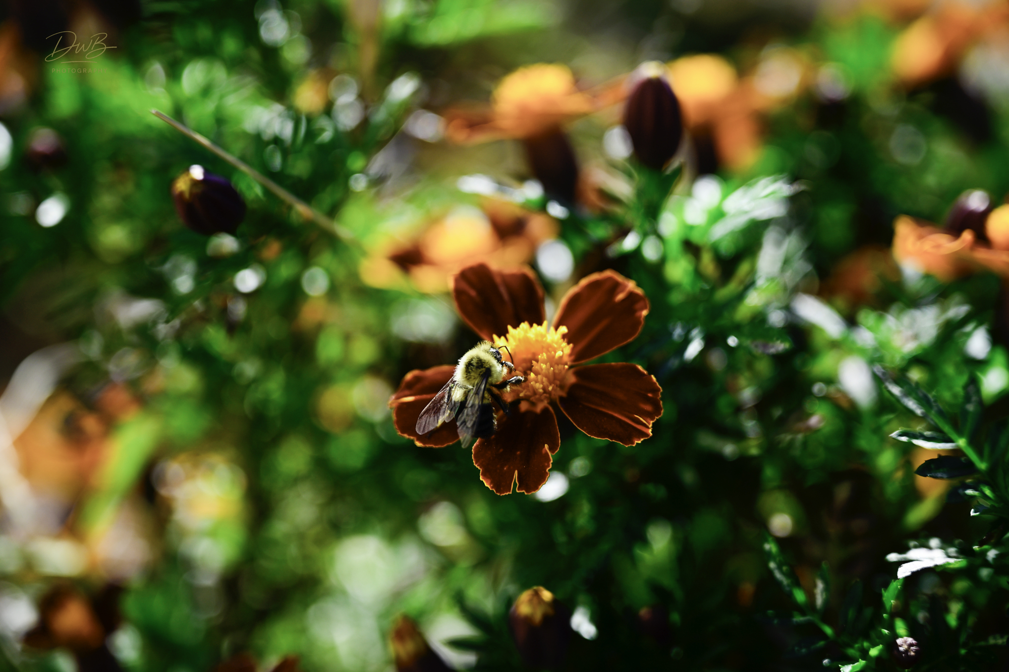 David Baca: 500px Photographer Spotlight