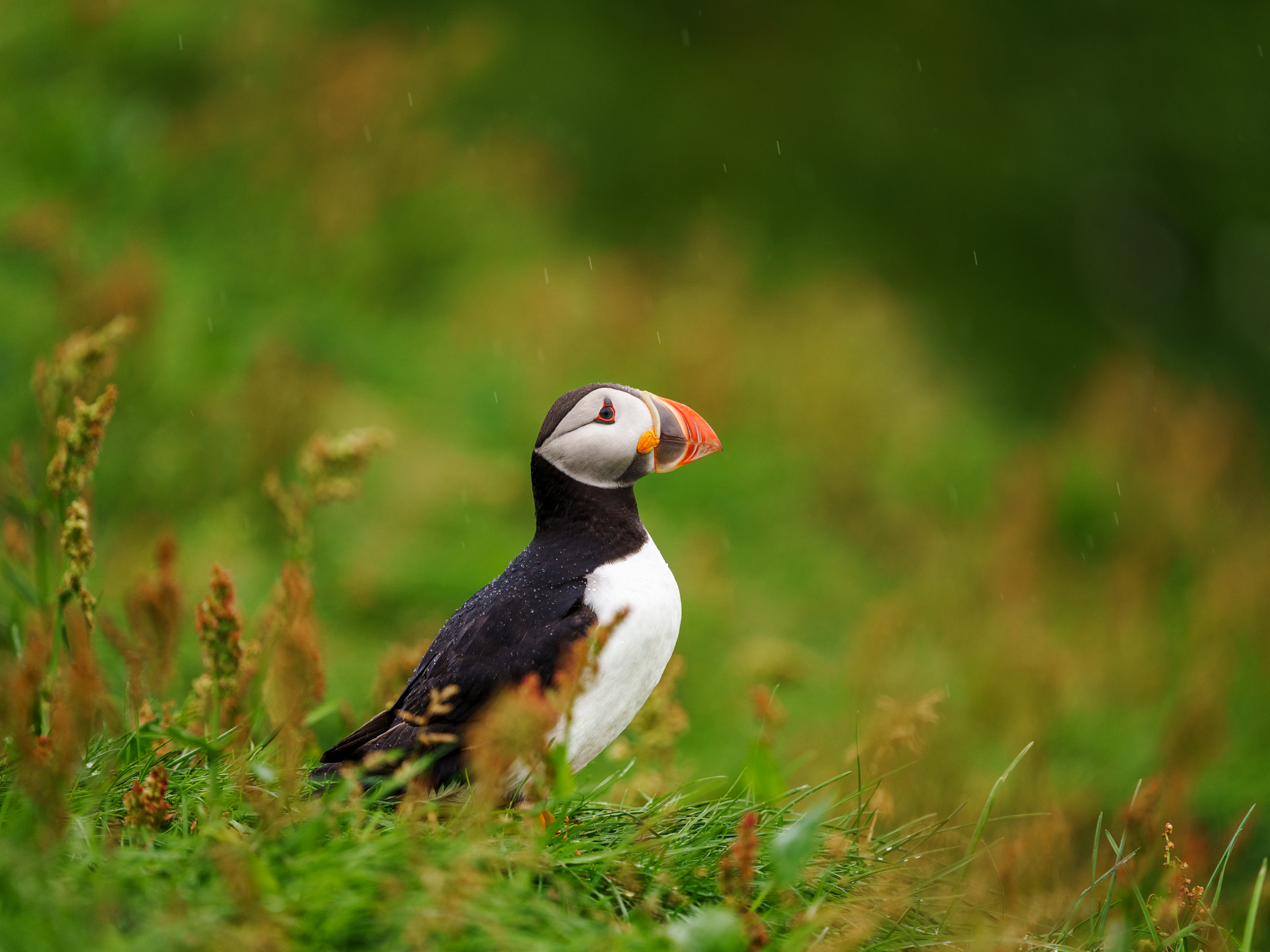 Atlantic puffin standing in green grass by Pawe? Janas, wildlife photography capturing vibrant color and natural habitat